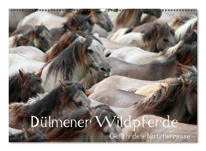 Dülmener Wildpferde - Gefährdete Nutztierrasse (Wandkalender immerwährend DIN A2 quer) (CALVENDO Wandkalender 2014)