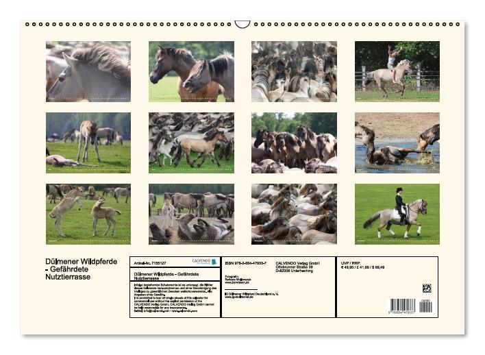 Dülmener Wildpferde - Gefährdete Nutztierrasse (Wandkalender immerwährend DIN A2 quer) (CALVENDO Wandkalender 2014)