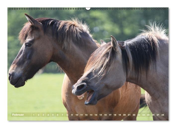 Dülmener Wildpferde - Gefährdete Nutztierrasse (Wandkalender immerwährend DIN A2 quer) (CALVENDO Wandkalender 2014)