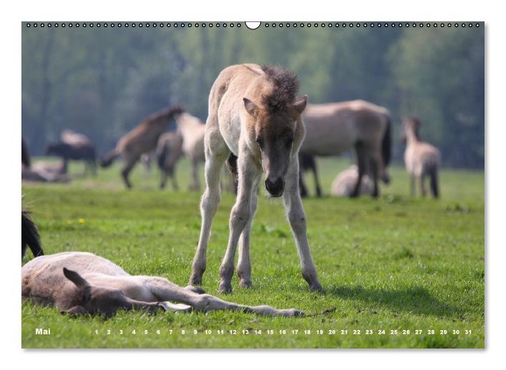 Dülmener Wildpferde - Gefährdete Nutztierrasse (Wandkalender immerwährend DIN A2 quer) (CALVENDO Wandkalender 2014)