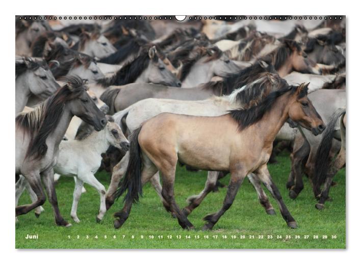 Dülmener Wildpferde - Gefährdete Nutztierrasse (Wandkalender immerwährend DIN A2 quer) (CALVENDO Wandkalender 2014)