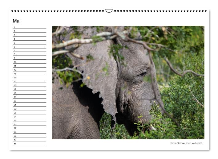 begegnungen - elefanten im südlichen afrika (Wandkalender immerwährend DIN A2 quer) (CALVENDO Wandkalender 2016)