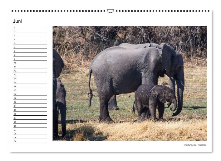 begegnungen - elefanten im südlichen afrika (Wandkalender immerwährend DIN A2 quer) (CALVENDO Wandkalender 2016)