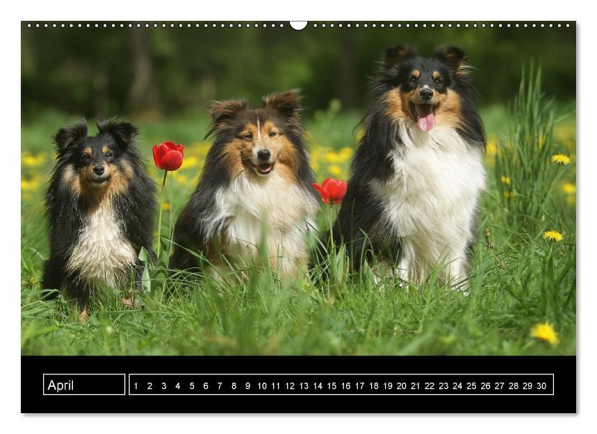 Shelites ... Clowns auf 4 Pfoten (Wandkalender immerwährend DIN A2 quer) (CALVENDO Wandkalender 2017)