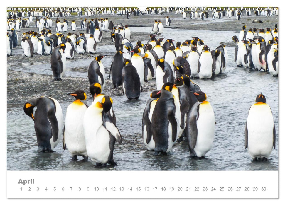 ANTARCTICA UK-Version (Premium-Calendar perpetual DIN A2 Landscape) (CALVENDO Premium-Calendar 2014)