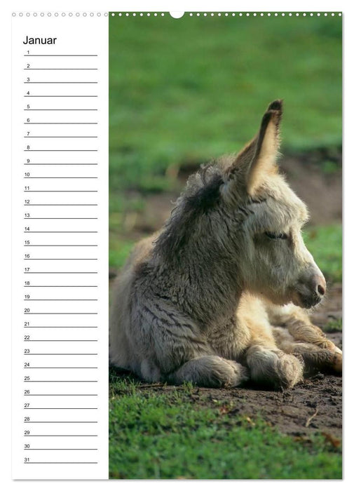 Esel 2021 (Wandkalender immerwährend DIN A2 hoch) (CALVENDO Wandkalender 2014)