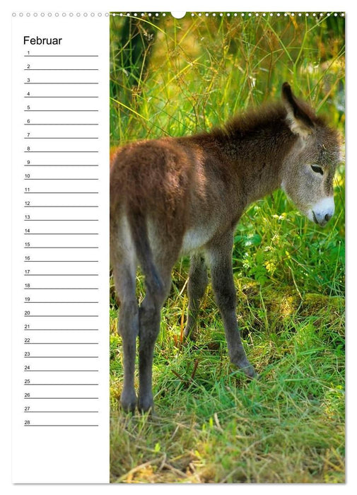 Esel 2021 (Wandkalender immerwährend DIN A2 hoch) (CALVENDO Wandkalender 2014)