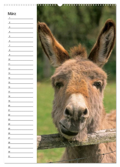 Esel 2021 (Wandkalender immerwährend DIN A2 hoch) (CALVENDO Wandkalender 2014)