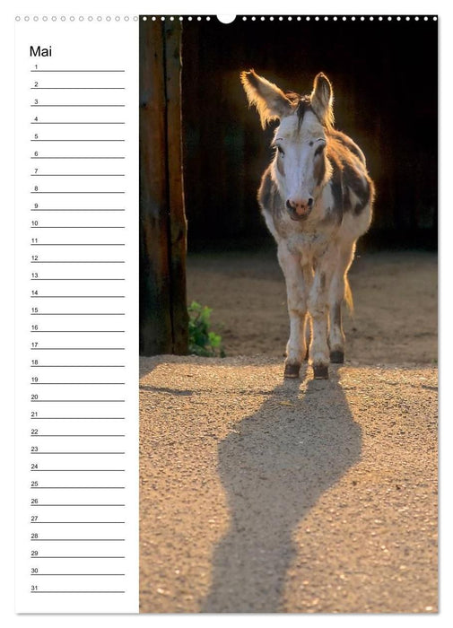 Esel 2021 (Wandkalender immerwährend DIN A2 hoch) (CALVENDO Wandkalender 2014)