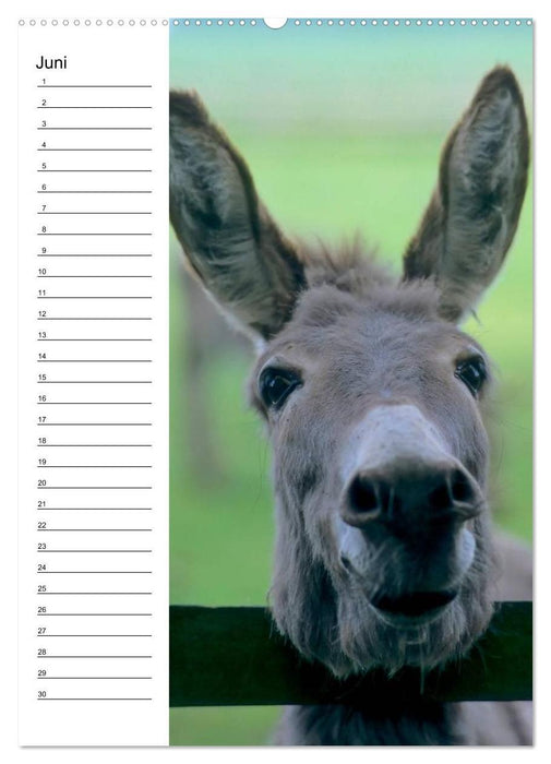 Esel 2021 (Wandkalender immerwährend DIN A2 hoch) (CALVENDO Wandkalender 2014)