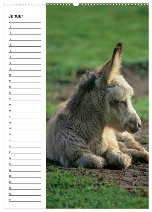 Esel 2021 (Wandkalender immerwährend DIN A2 hoch) (CALVENDO Wandkalender 2014)