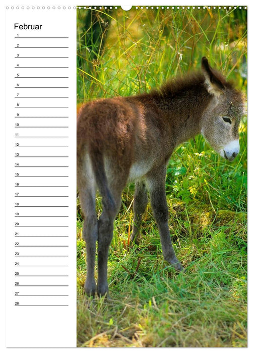 Esel 2021 (Wandkalender immerwährend DIN A2 hoch) (CALVENDO Wandkalender 2014)