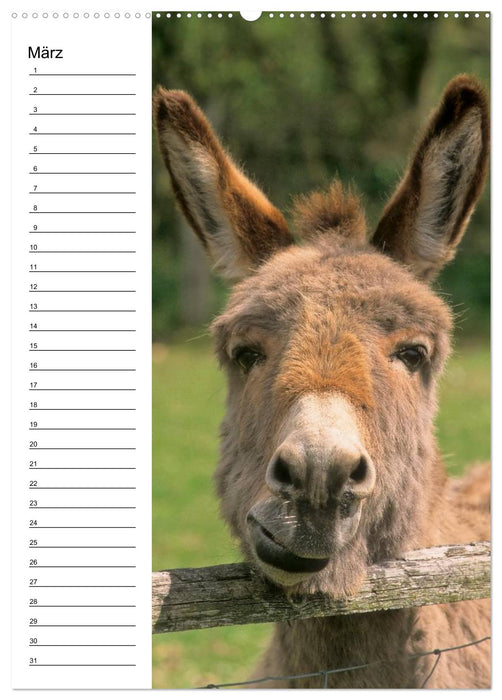 Esel 2021 (Wandkalender immerwährend DIN A2 hoch) (CALVENDO Wandkalender 2014)