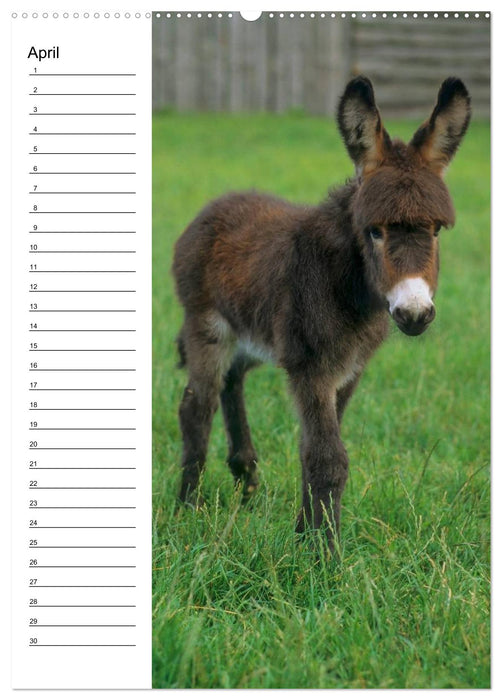 Esel 2021 (Wandkalender immerwährend DIN A2 hoch) (CALVENDO Wandkalender 2014)