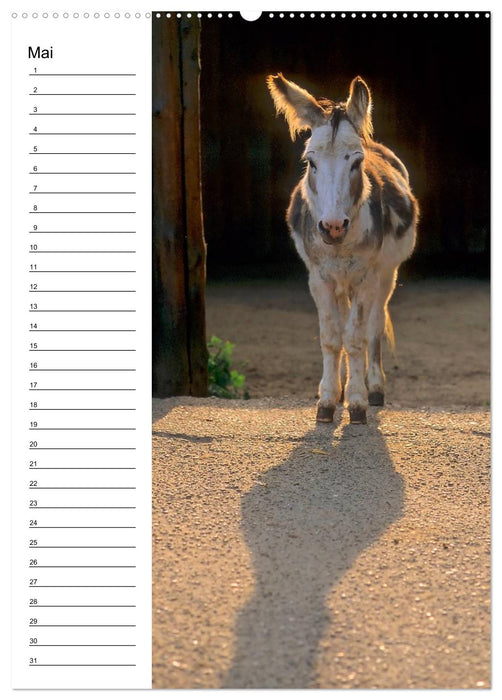 Esel 2021 (Wandkalender immerwährend DIN A2 hoch) (CALVENDO Wandkalender 2014)