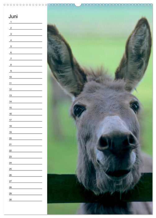 Esel 2021 (Wandkalender immerwährend DIN A2 hoch) (CALVENDO Wandkalender 2014)