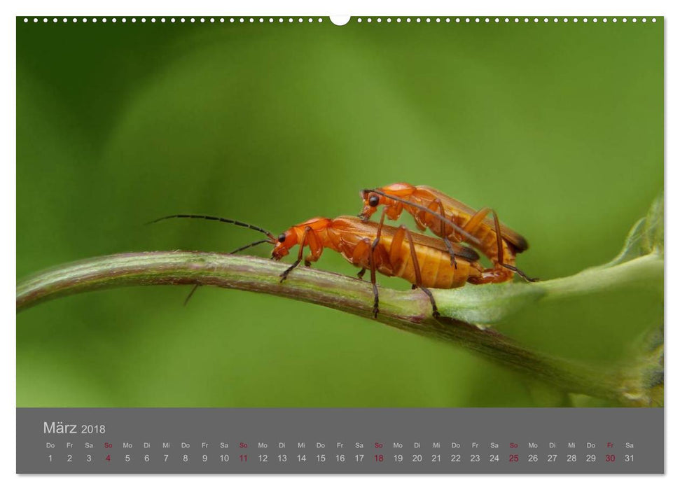 Die fabelhafte Welt der Winzlinge (CALVENDO Wandkalender 2018)