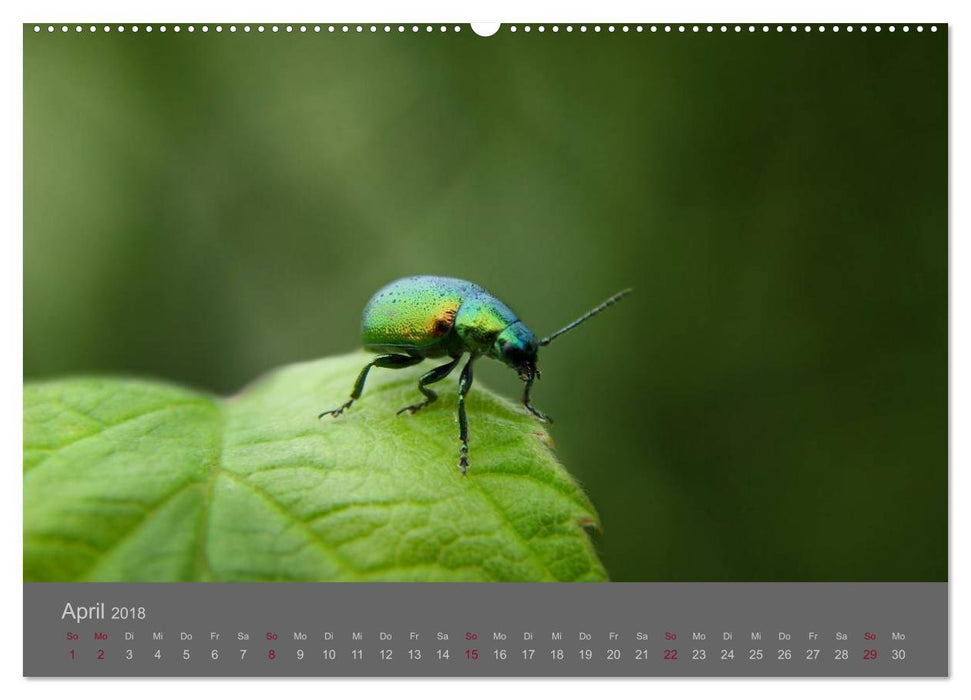 Die fabelhafte Welt der Winzlinge (CALVENDO Wandkalender 2018)