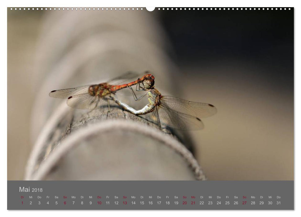 Die fabelhafte Welt der Winzlinge (CALVENDO Wandkalender 2018)