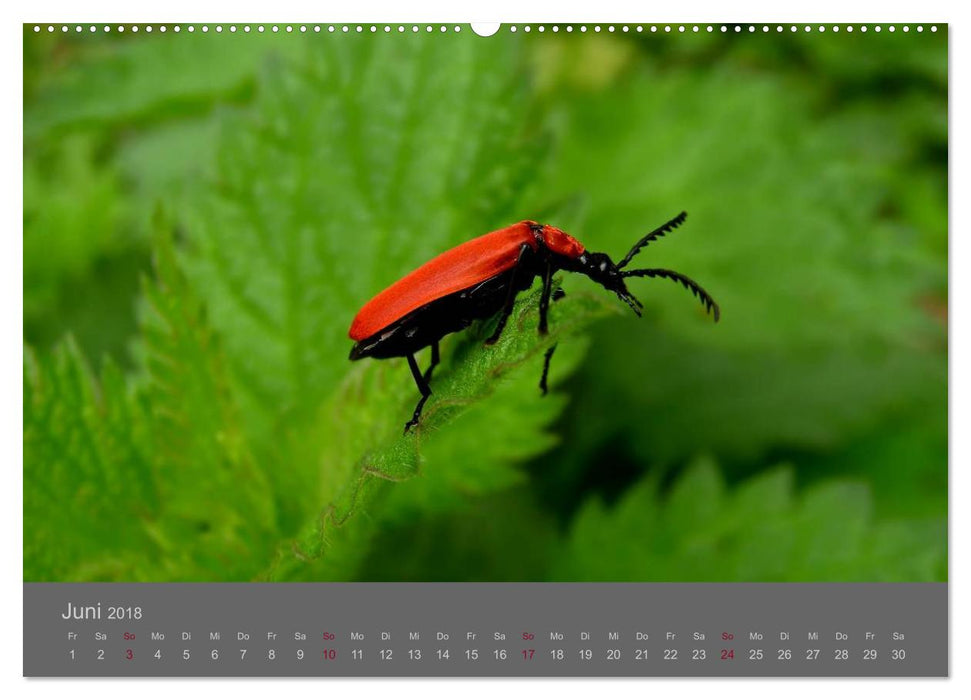 Die fabelhafte Welt der Winzlinge (CALVENDO Wandkalender 2018)