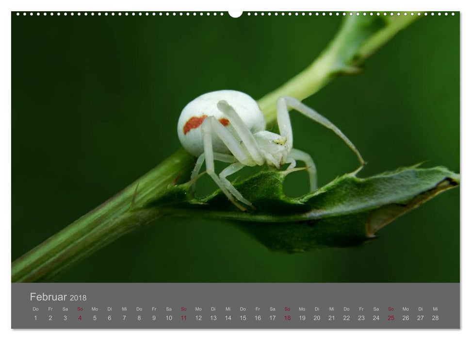 Die fabelhafte Welt der Winzlinge (CALVENDO Premium Wandkalender 2018)