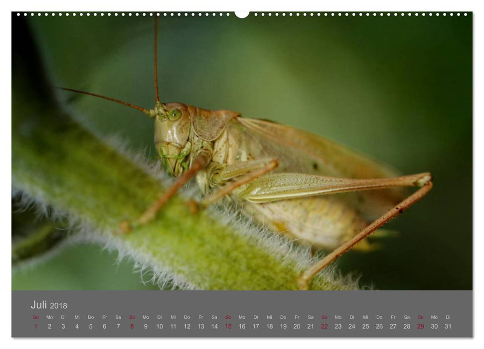 Die fabelhafte Welt der Winzlinge (CALVENDO Premium Wandkalender 2018)