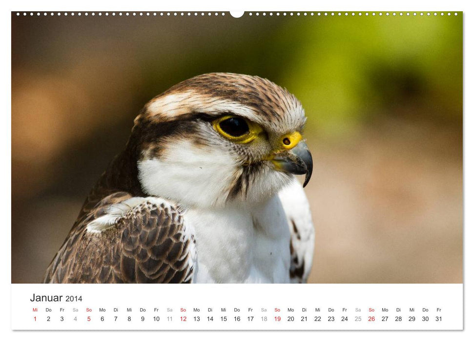 Greifvögel hautnah (CALVENDO Premium Wandkalender 2014)