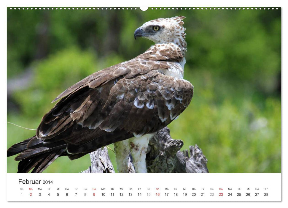 Greifvögel hautnah (CALVENDO Premium Wandkalender 2014)