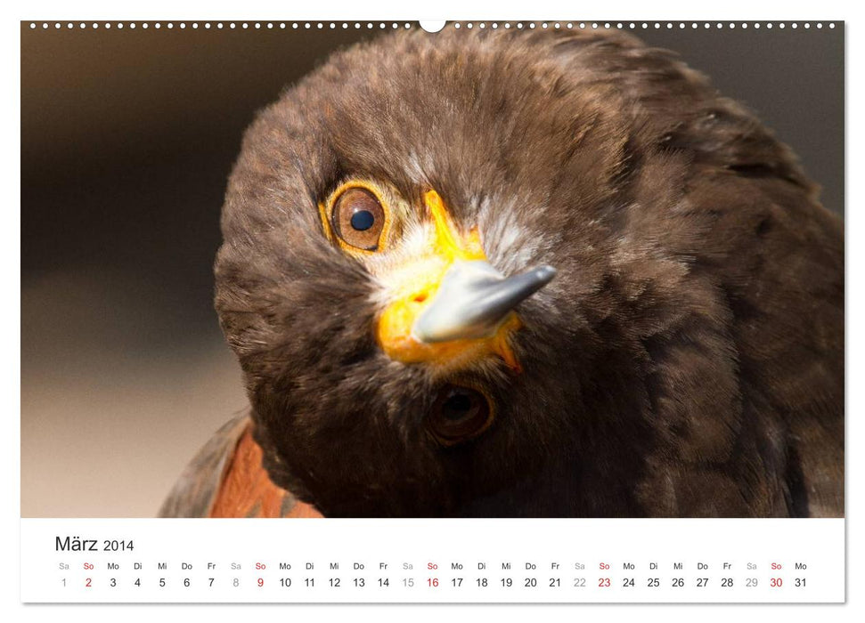 Greifvögel hautnah (CALVENDO Premium Wandkalender 2014)