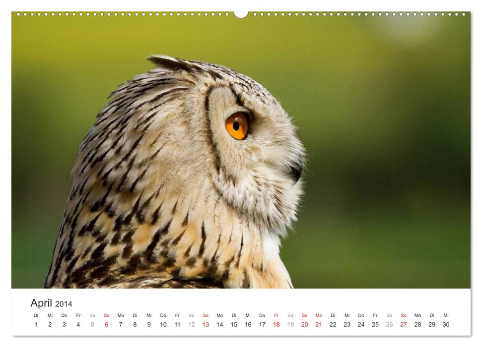 Greifvögel hautnah (CALVENDO Premium Wandkalender 2014)