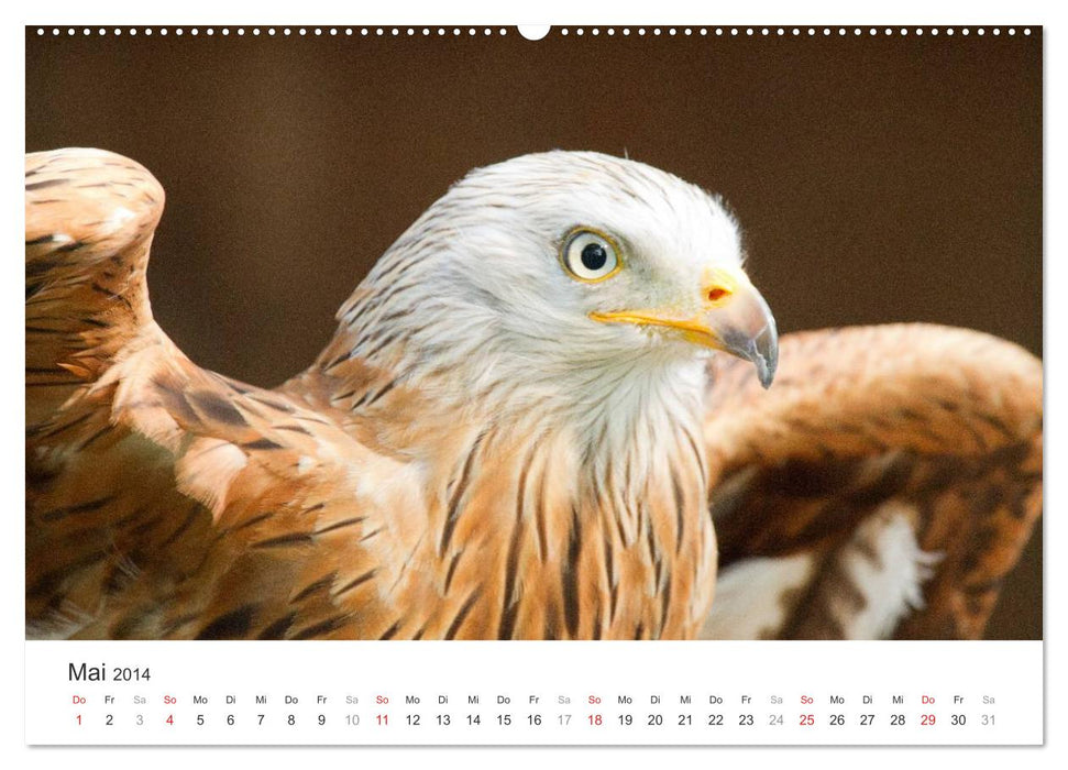 Greifvögel hautnah (CALVENDO Premium Wandkalender 2014)