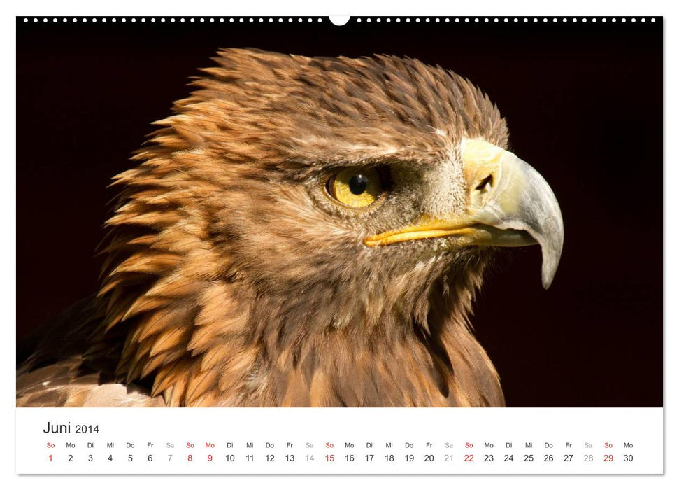 Greifvögel hautnah (CALVENDO Premium Wandkalender 2014)