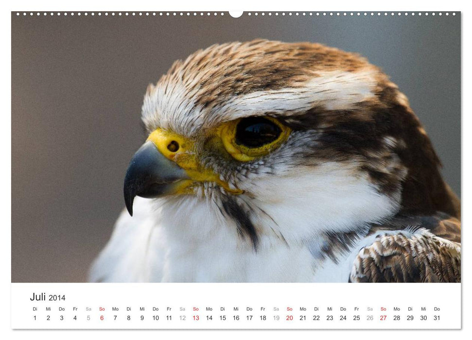 Greifvögel hautnah (CALVENDO Premium Wandkalender 2014)