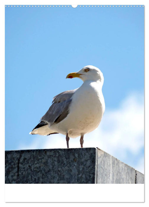 Norddeich Blick (CALVENDO Premium Wandkalender 2019)