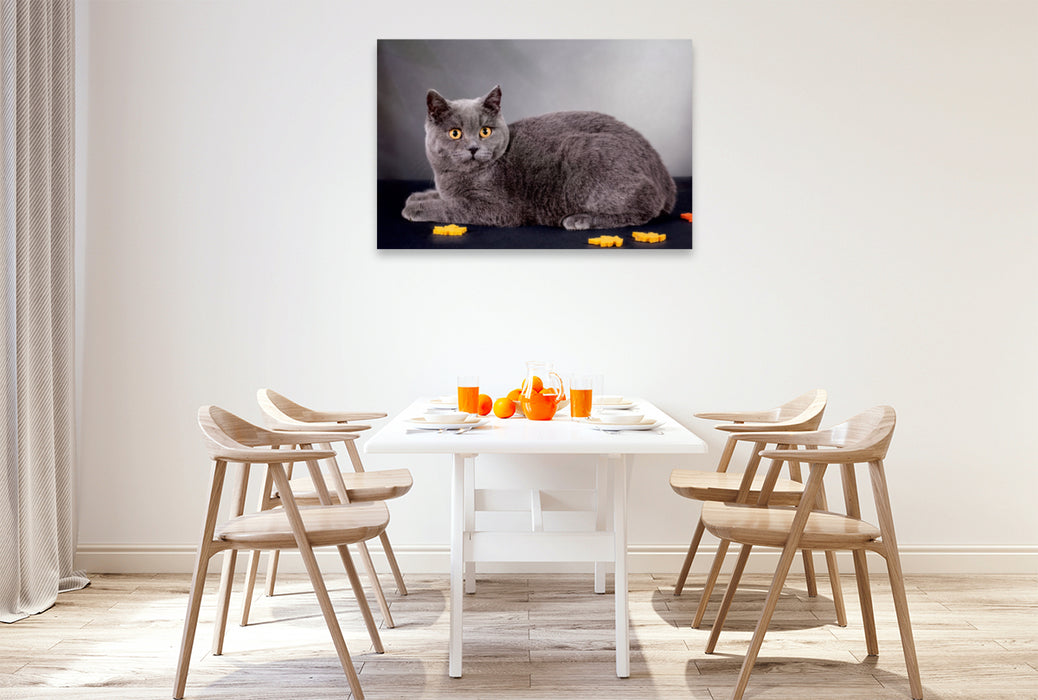 Toile textile haut de gamme Toile textile haut de gamme 120 cm x 80 cm paysage Un motif du calendrier British Shorthair Cats 