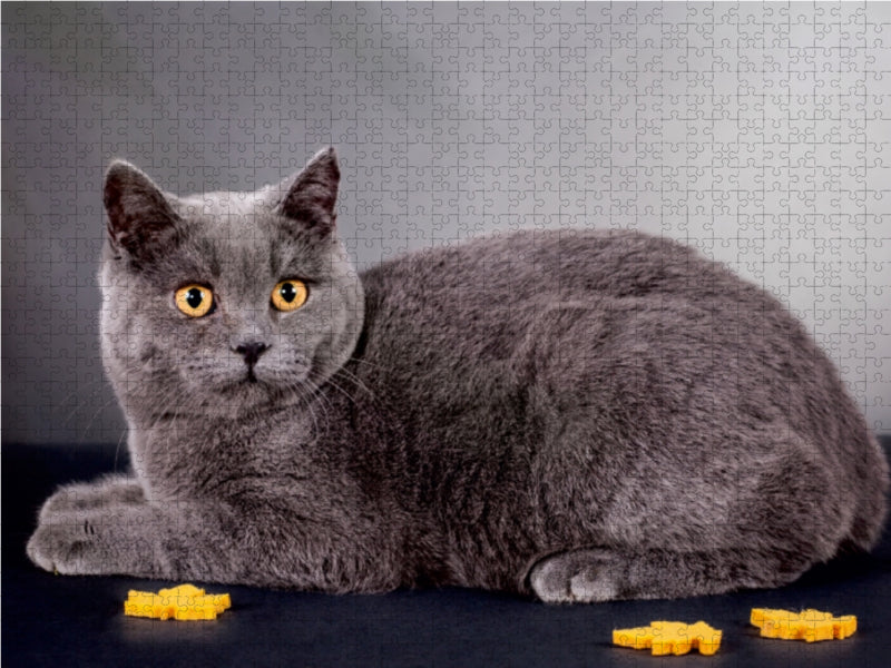 Britisch Kurzhaar Katzen - CALVENDO Foto-Puzzle - calvendoverlag 29.99