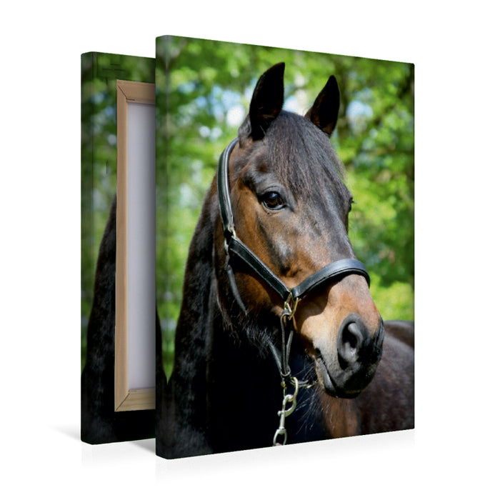 Premium Textil-Leinwand Premium Textil-Leinwand 30 cm x 45 cm hoch Ein Motiv aus dem Kalender Traumhafte Pferdeportraits