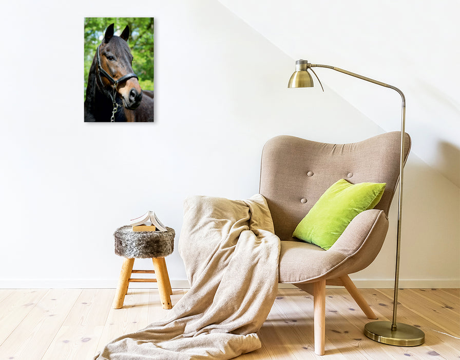 Premium Textil-Leinwand Premium Textil-Leinwand 30 cm x 45 cm hoch Ein Motiv aus dem Kalender Traumhafte Pferdeportraits