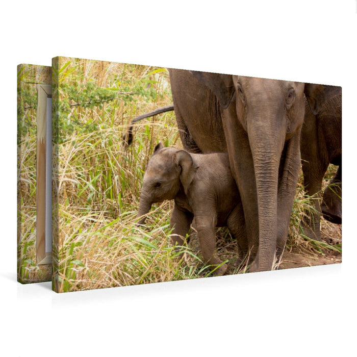 Premium Textil-Leinwand Premium Textil-Leinwand 75 cm x 50 cm quer Asiatische Elefanten