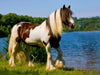 Gypsy Horses - CALVENDO Foto-Puzzle - calvendoverlag 29.99