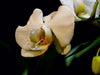 Orchidee und Tropfen - CALVENDO Foto-Puzzle - calvendoverlag 29.99