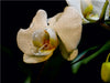 Orchidee und Tropfen - CALVENDO Foto-Puzzle - calvendoverlag 29.99