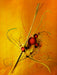 Abstrakte Blumen und Blüten - CALVENDO Foto-Puzzle - calvendoverlag 29.99