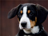 Entlebucherr Sennenhunde begleiten Sie durch das Jahr - CALVENDO Foto-Puzzle - calvendoverlag 29.99