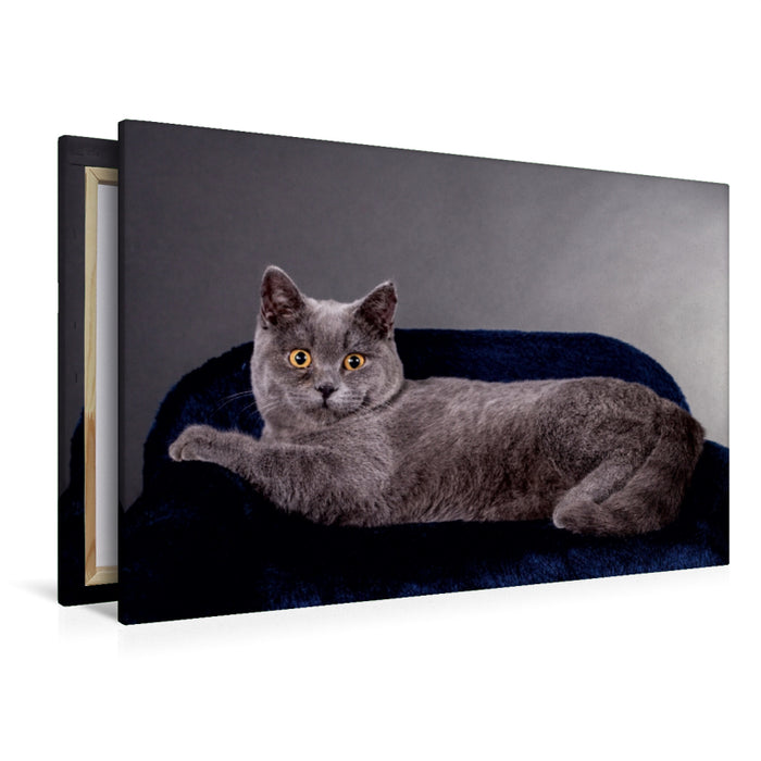 Toile textile premium Toile textile premium 120 cm x 80 cm paysage Un motif du calendrier British Shorthair Cats - Planner 