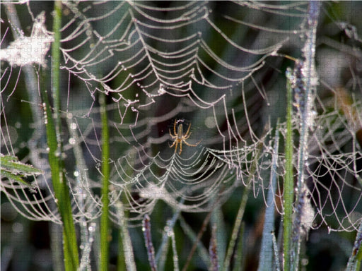 Gesponnen hat die Spinne fein und hofft auf Beute die fliegt rein. - CALVENDO Foto-Puzzle - calvendoverlag 29.99