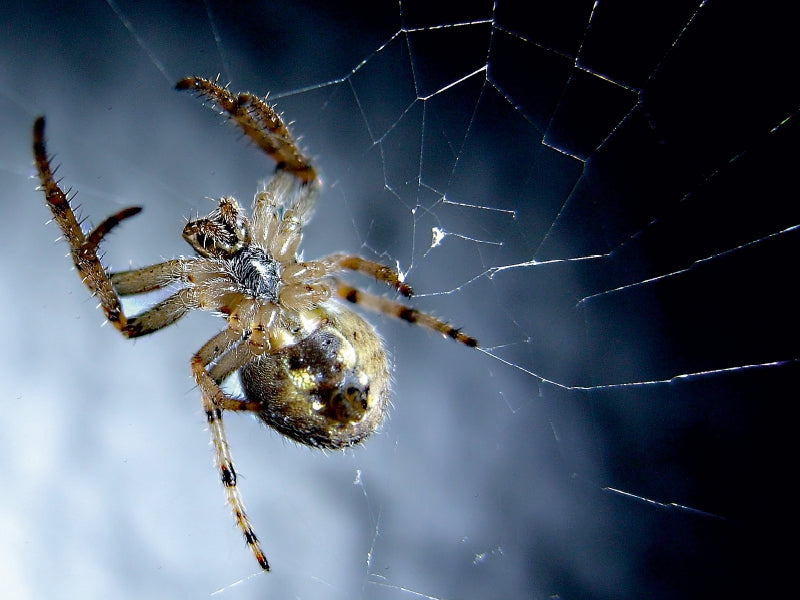 Der Spinne auf den Bauch geguckt, hat sich die lecker Beute schnell verdruckt. - CALVENDO Foto-Puzzle - calvendoverlag 29.99