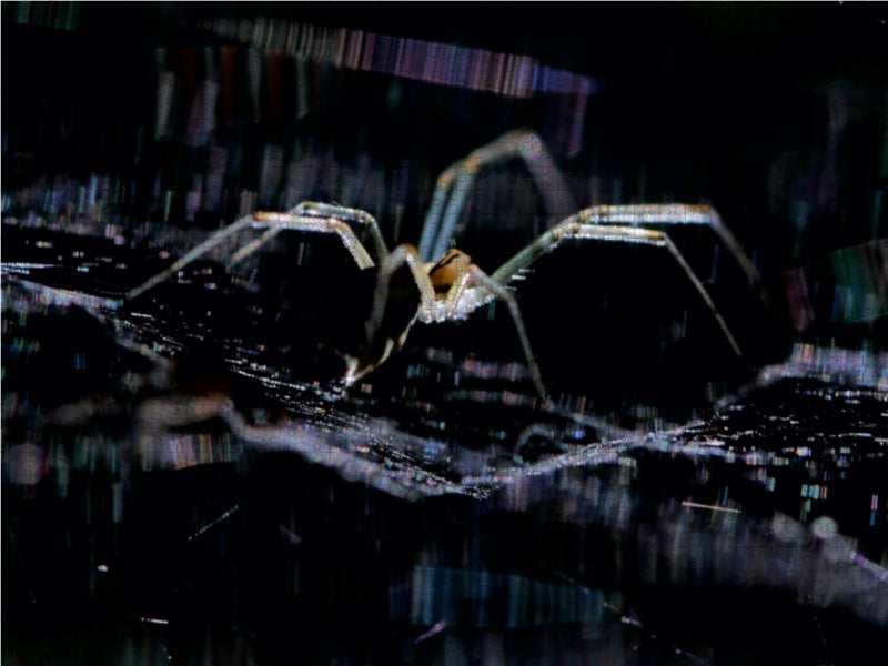 Unsere Spinnen - im Gespräch - CALVENDO Foto-Puzzle - calvendoverlag 29.99
