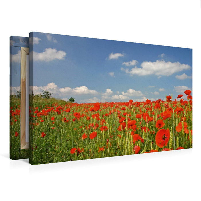 Toile textile premium Toile textile premium 75 cm x 50 cm paysage Champ de coquelicots 