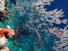 Gorgonie - CALVENDO Foto-Puzzle - calvendoverlag 29.99
